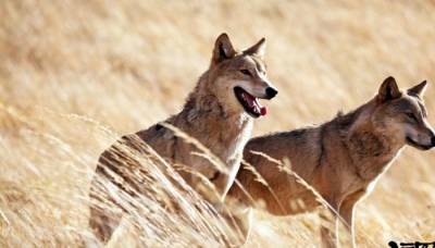 Тотем волка 2015 Тотем волка 2015
